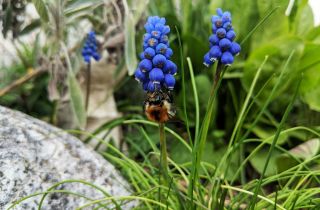 Hummel an blauer Traubenhyazinthe