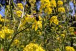 Blaue Holzbiene auf gelber Rapsblüte